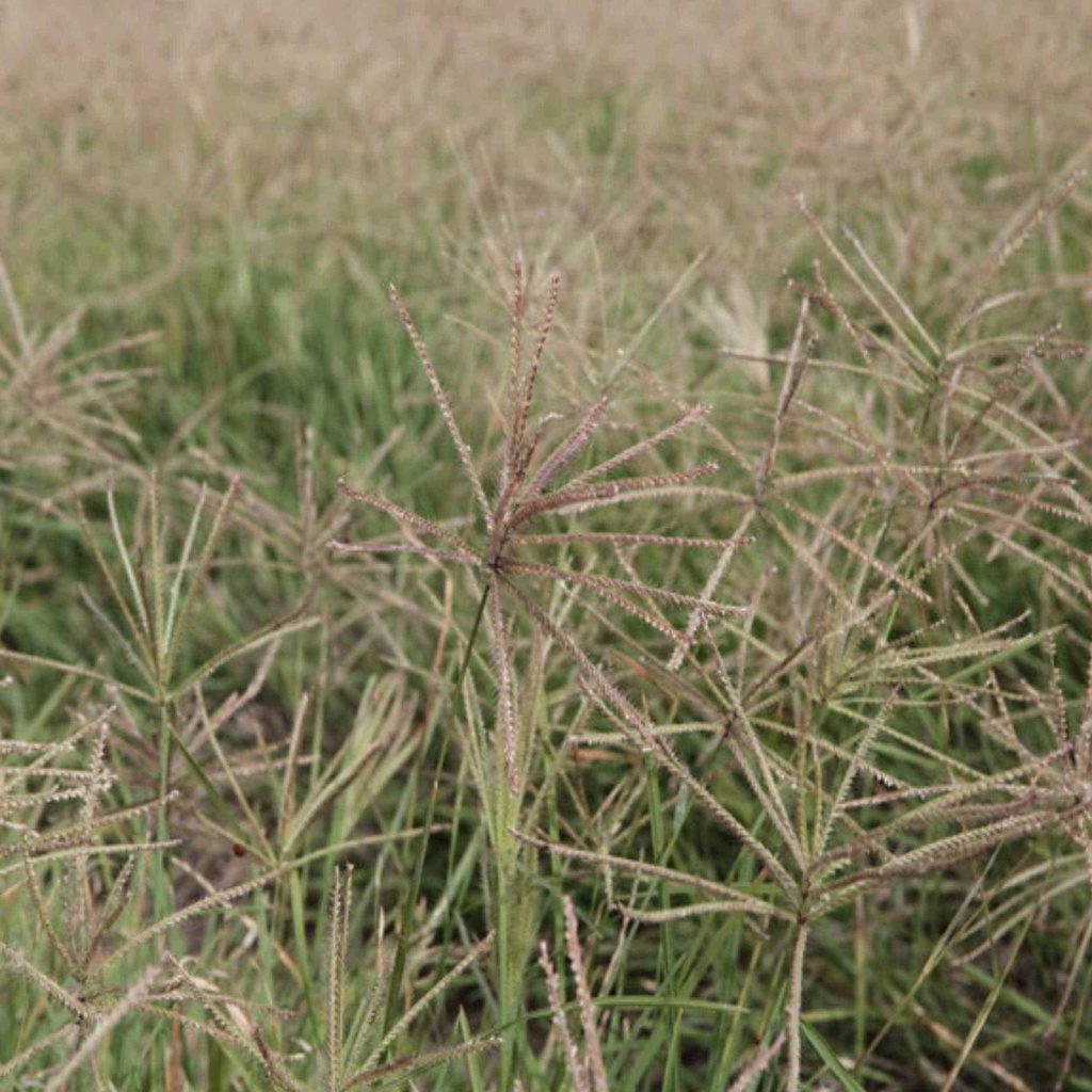 WELDER SHORTSPIKE WINDMILLGRASS | Douglass King Seeds